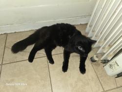 Lost Male Cat last seen Near Gunter Lake Road, Sanford, Sanford, NC 27332