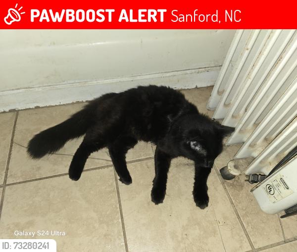Lost Male Cat last seen Near Gunter Lake Road, Sanford, Sanford, NC 27332