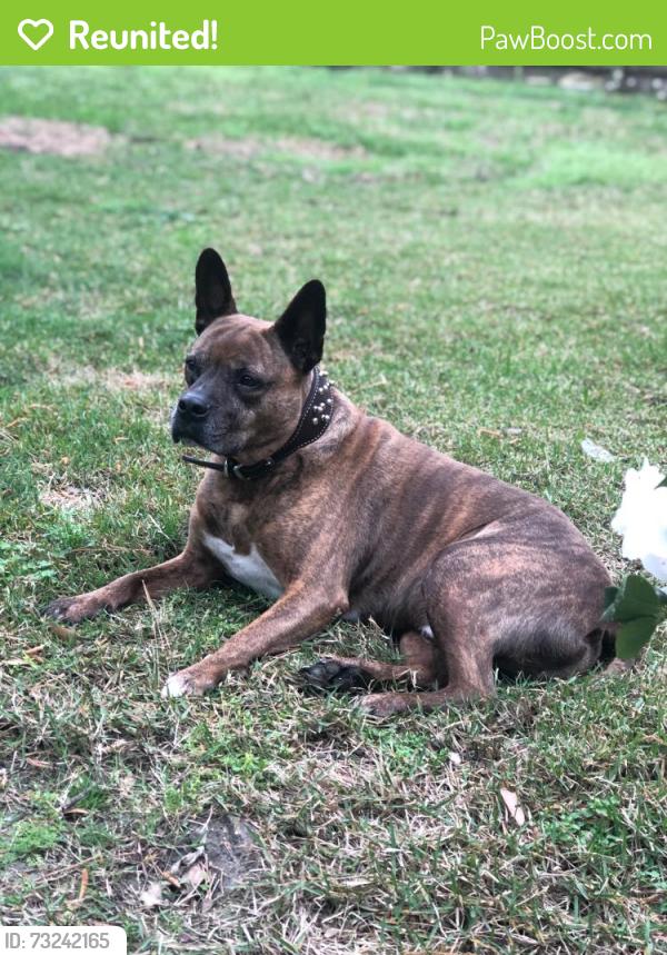 Reunited Male Dog last seen W. Jimmy Ln and W. Pyeatt near I-45N, Oak Ridge North, TX 77385
