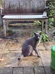 Lost Male Cat last seen Gopshill lane, Gretton, England 