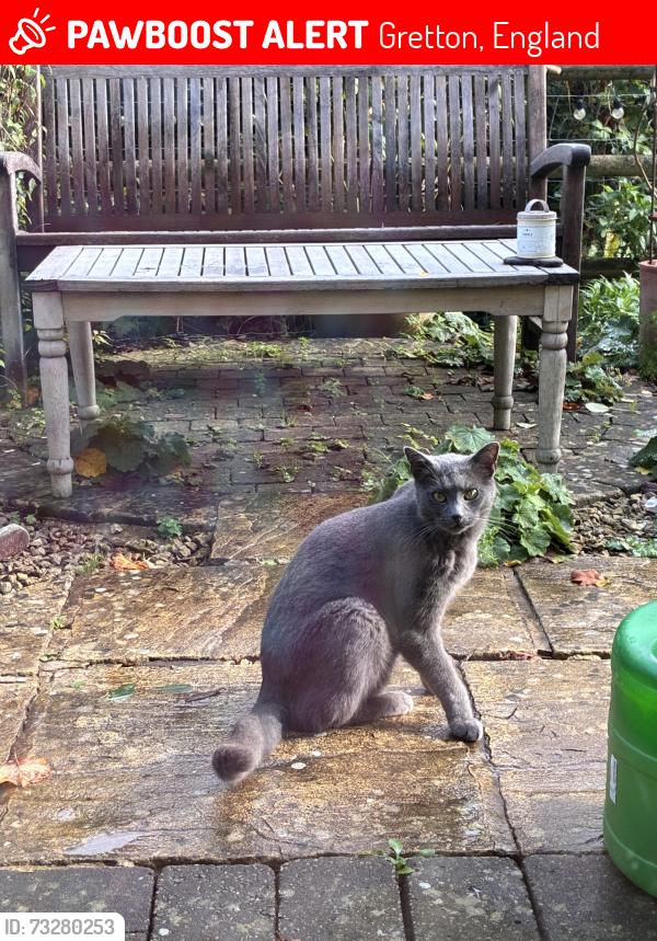 Lost Male Cat last seen Gopshill lane, Gretton, England 