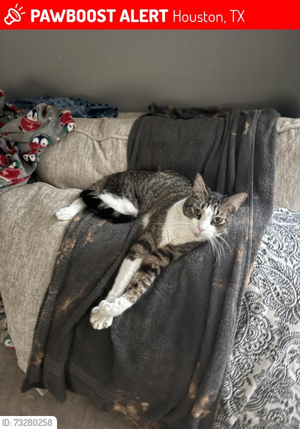 Lost Male Cat last seen anna green and creekwind, Houston, TX 77084