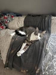 Lost Male Cat last seen anna green and creekwind, Houston, TX 77084