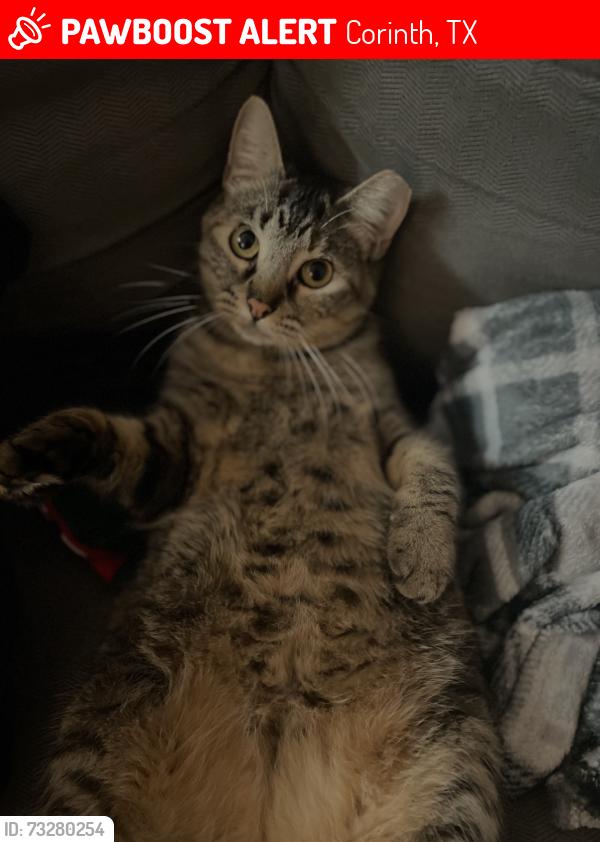 Lost Female Cat last seen Kensington apmts, Corinth, TX 76210