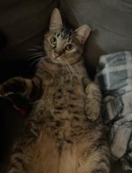 Lost Female Cat last seen Kensington apmts, Corinth, TX 76210