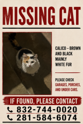 Reunited Female Cat last seen Manchara, Houston, TX 77083