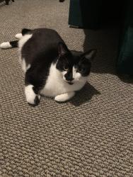 Lost Male Cat last seen bromford rise gardens in the direction of goldenbar&grill, West Midlands, England 