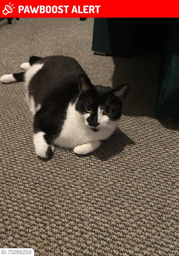 Lost Male Cat last seen bromford rise gardens in the direction of goldenbar&grill, West Midlands, England 