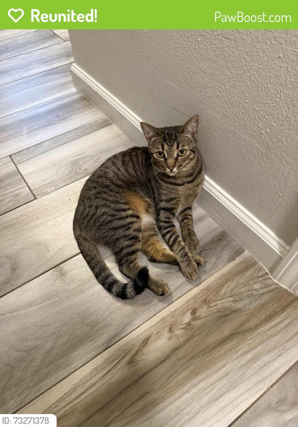 Reunited Female Cat last seen Lewis and Henry, Apopka, FL 32712