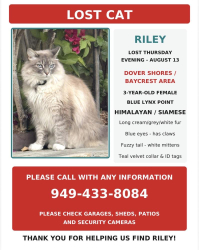 Lost Female Cat last seen Santiago Drive, Newport Beach, CA 92660