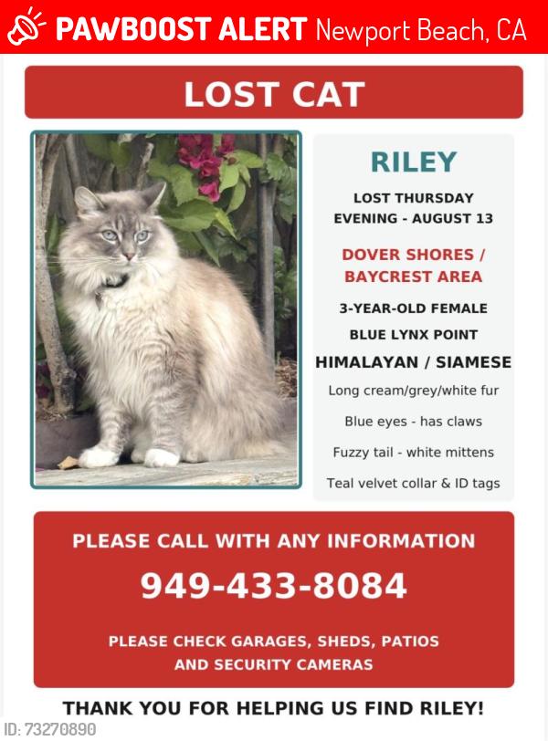 Lost Female Cat last seen Santiago Drive, Newport Beach, CA 92660