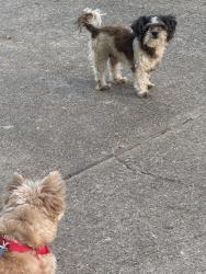 Found/Stray Female Dog last seen Coppereood, Shadywood, Fort Worth, TX 76140