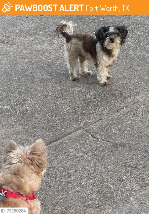 Found/Stray Female Dog last seen Coppereood, Shadywood, Fort Worth, TX 76140
