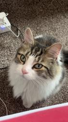 Reunited Male Cat last seen Sandford Road, West Midlands, England B13 9BS