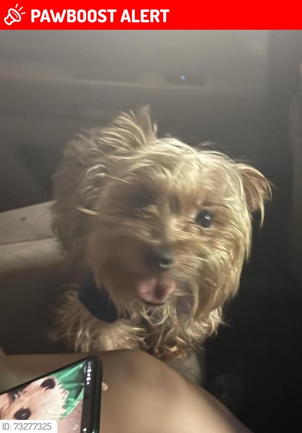 Lost Male Dog last seen South padre island beach acess 6, South Padre Island, TX 78597