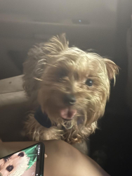 Lost Male Dog last seen South padre island beach acess 6, South Padre Island, TX 78597