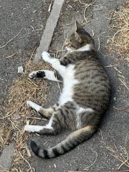 Found/Stray Unknown Cat last seen E6 5YN, Greater London, England E6 5YN
