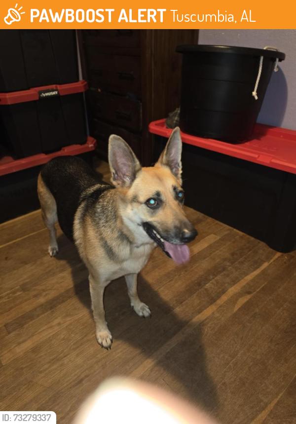 Found/Stray Female Dog last seen Hwy 247 Tuscumbia past North Alabama Racetrack, Tuscumbia, AL 35674