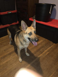 Found/Stray Female Dog last seen Hwy 247 Tuscumbia past North Alabama Racetrack, Tuscumbia, AL 35674