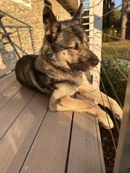 Found/Stray Male Dog last seen Michigan Ave./Warner Road, Washtenaw County, MI 48176