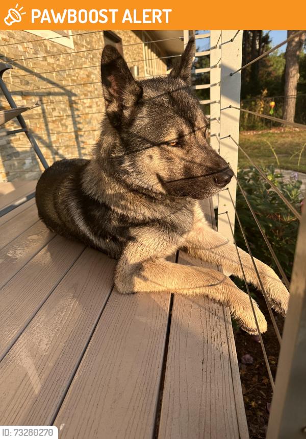 Found/Stray Male Dog last seen Michigan Ave./Warner Road, Washtenaw County, MI 48176