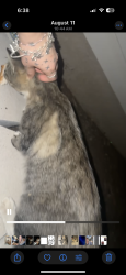Found/Stray Unknown Dog last seen In front of hse, Amarillo, TX 79110