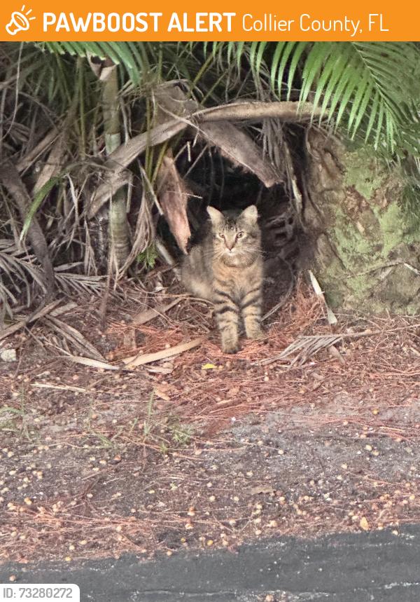 Found/Stray Unknown Cat last seen Commonwealth cir. South side hiding in deep bush, Collier County, FL 34116