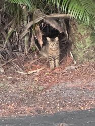 Found/Stray Unknown Cat last seen Commonwealth cir. South side hiding in deep bush, Collier County, FL 34116