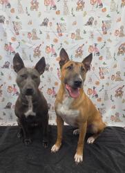 Reunited Male Dog last seen Creekside Ln NE and Newport Rd NE, Iowa City, IA 52240