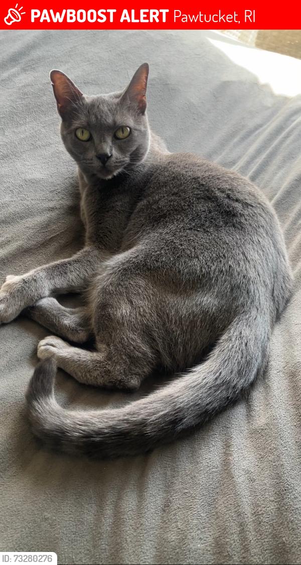 Lost Female Cat last seen Newport Ave, Pawtucket, RI 02861