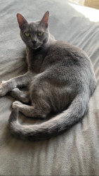 Lost Female Cat last seen Newport Ave, Pawtucket, RI 02861