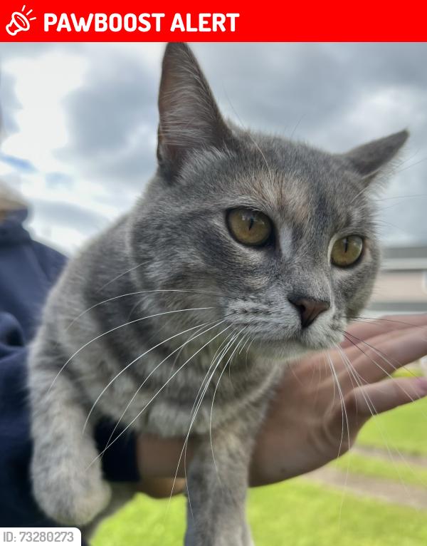 Lost Female Cat last seen 75th St. and 180th Ave., Prinsburg, MN 56281