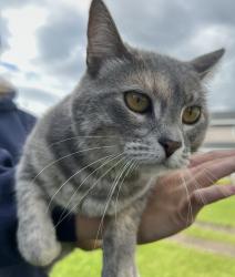 Lost Female Cat last seen 75th St. and 180th Ave., Prinsburg, MN 56281