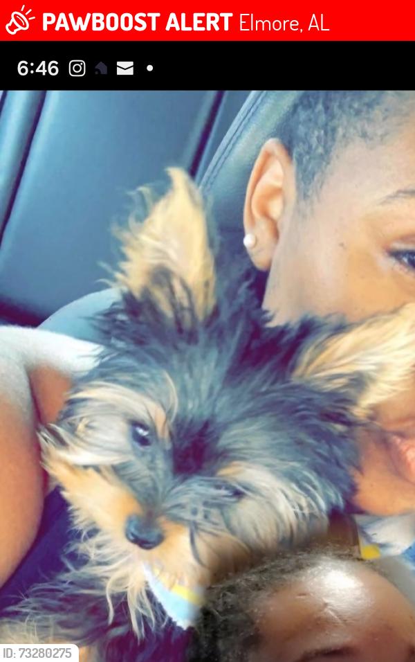 Lost Male Dog last seen Near Fitzpatrick street in my front yard, Elmore, AL 36025