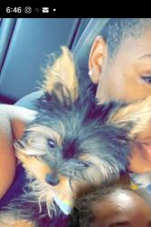 Lost Male Dog last seen Near Fitzpatrick street in my front yard, Elmore, AL 36025