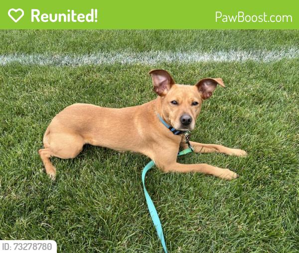 Reunited Male Dog last seen Cross Hill Rd Monroe ct, Monroe, CT 06468