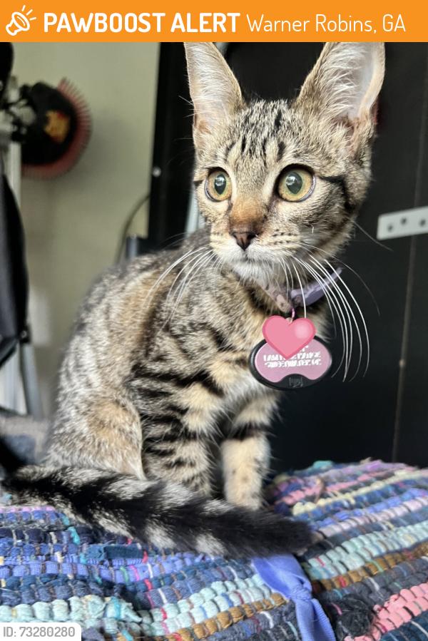 Found/Stray Unknown Cat last seen Feagin Mill road, Warner Robins, GA 31088
