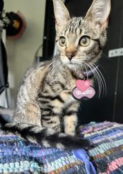 Found/Stray Unknown Cat last seen Feagin Mill road, Warner Robins, GA 31088