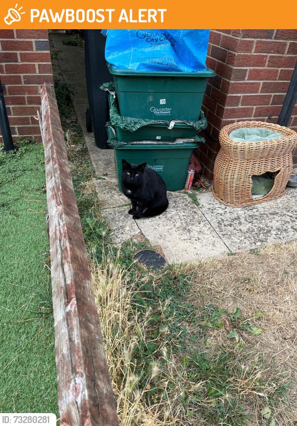 Rehomed Unknown Cat last seen 35-41 youngs Orchard, Abbeymead, England GL4 4RR