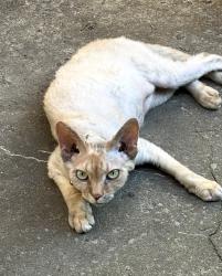 Reunited Female Cat last seen villeneuve esplanade st joseph st urbain, Montréal, QC H2T 2W2