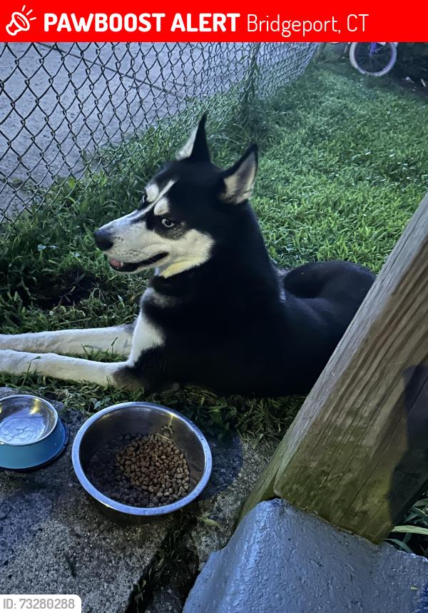 Lost Male Dog last seen Hallett, Bridgeport, CT 06608