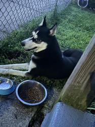 Lost Male Dog last seen Hallett, Bridgeport, CT 06608