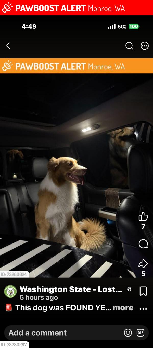 Lost Male Dog last seen 179th and Main St., Monroe, WA 98272