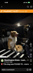 Lost Male Dog last seen 179th and Main St., Monroe, WA 98272