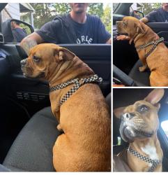 Found/Stray Female Dog last seen Richmond Avenue / Western Avenue, Knoxville, TN 37921