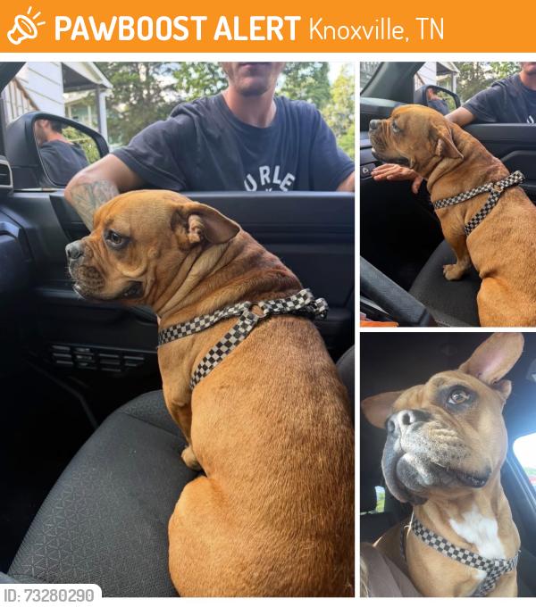 Found/Stray Female Dog last seen Richmond Avenue / Western Avenue, Knoxville, TN 37921