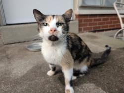 Found/Stray Female Cat last seen Bayside/Spinning/Burkhardt behind Airway Shopping Center, Dayton, OH 45431