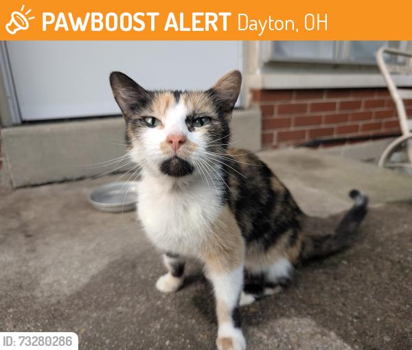 Found/Stray Female Cat last seen Bayside/Spinning/Burkhardt behind Airway Shopping Center, Dayton, OH 45431