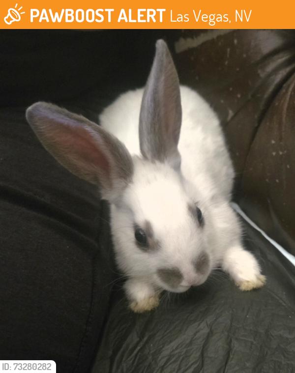 Found/Stray Male Rabbit last seen Wynn and viking, Las Vegas, NV 89103