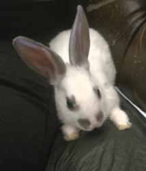 Found/Stray Male Rabbit last seen Wynn and viking, Las Vegas, NV 89103